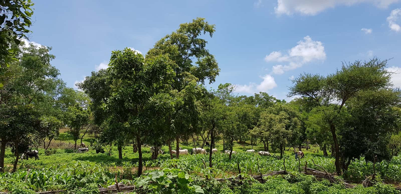 Programmes ViSA Africa